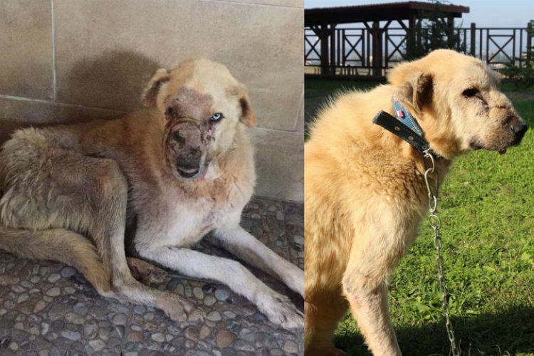 Kocaeli’de kanserli köpeğin inanılmaz değişimi