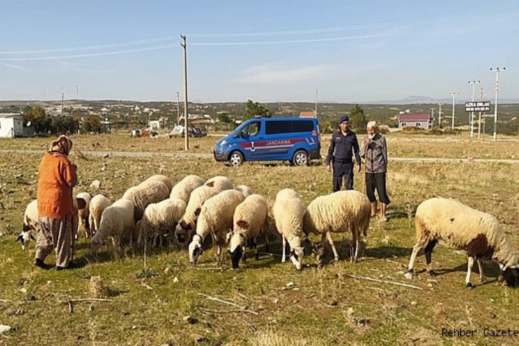 Didim Akyeniköy’de kaybolan 16 koyun bulundu