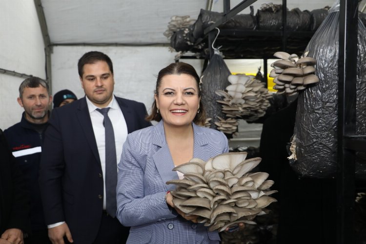 Kocaeli İzmit’te rekor miktarda istiridye mantarı hasat edildi