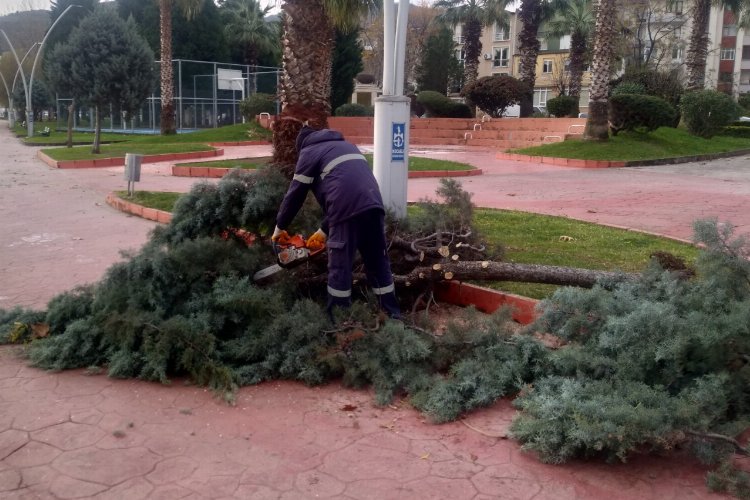 Kocaeli’nde zarar gören ağaçlar budandı