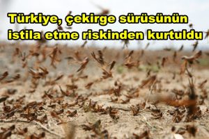 Sevindirici Haber geldi !! Çekirgeler istilasından kurtulduk !!