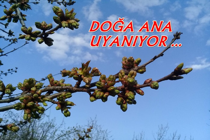 DOĞA ANA UYANIYOR ….