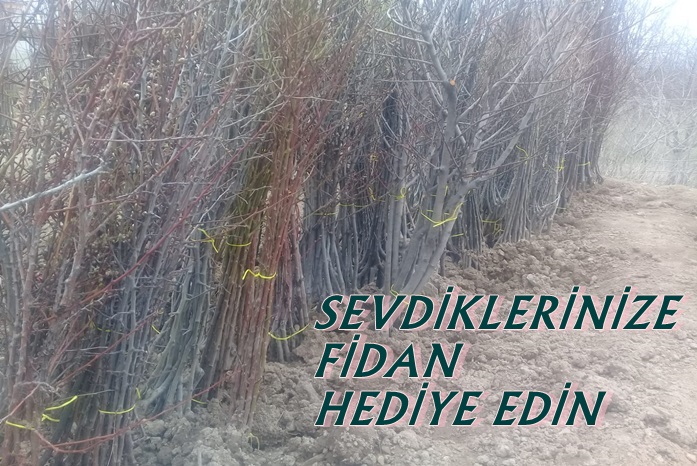 FİDANLAR TOPRAKLA BULUŞSUN