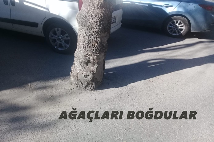 AĞAÇLARI BOĞDULAR