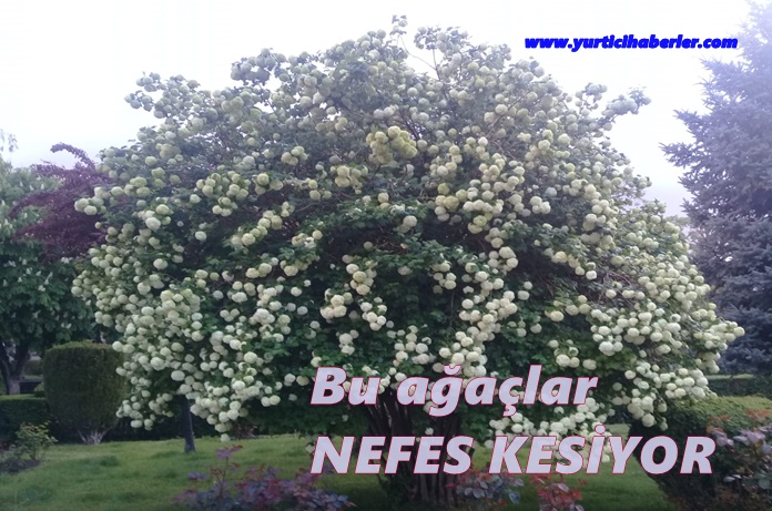 BULUNMAZ NİMET, GÜZEL, SAĞLIKLI