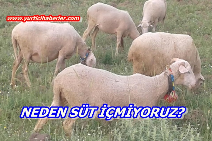 NEDEN SÜT İÇMİYORUZ?