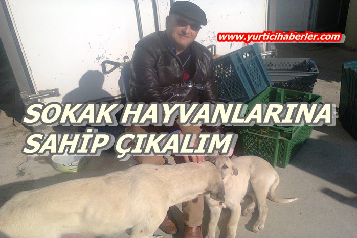 SOKAK HAYVANLARI İNSANLARI BEKLİYOR