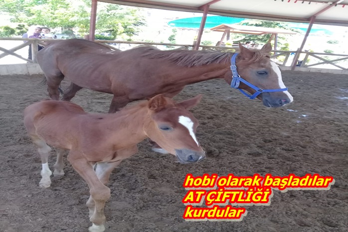 AT ÇİFTLİKLERİ ÇOĞALIYOR yurtiçi haberler