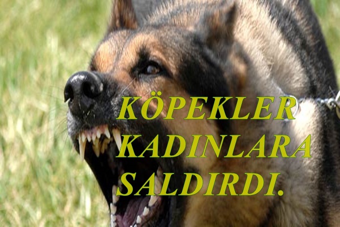 KÖPEKLER KADINLARA SALDIRDI