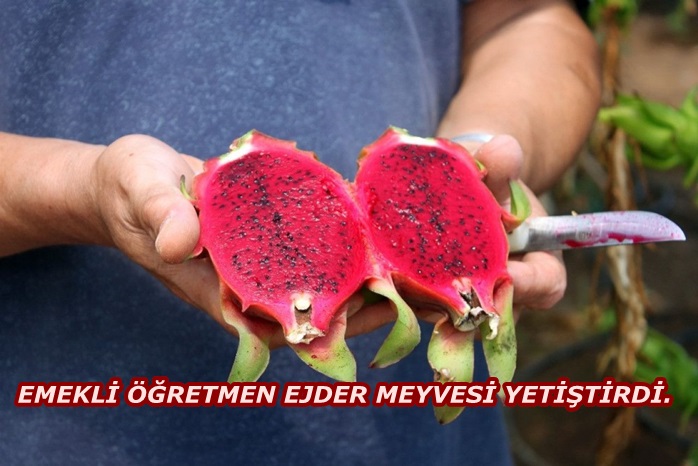 AKILLI ÖĞRETMEN, EJDER MEYVESİYLE KÖŞEYİ DÖNDÜ