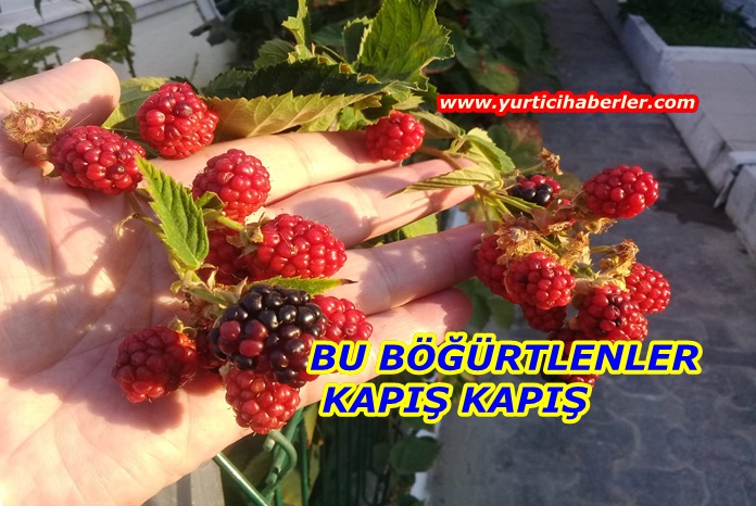 BU BÖĞÜRTLEN KAPIŞ KAPIŞ