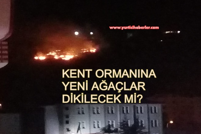 YANAN KENT ORMANINA AĞAÇ DİKİLECEK Mİ?