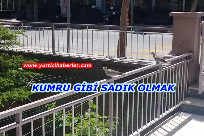 KUMRU GİBİ SADIK OLMAK