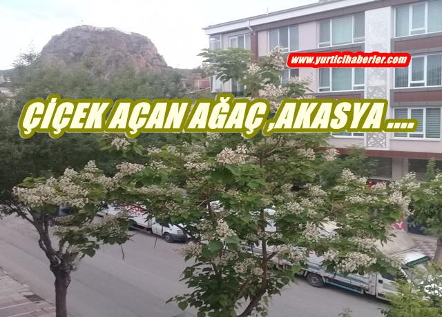 ÇİÇEK AÇAN AĞAÇ, AKASYA
