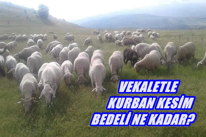 VEKALETLE KURBAN KESİM BEDELİ NE KADAR?