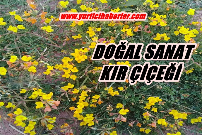 DOĞAL SANAT, KIR ÇİÇEĞİ
