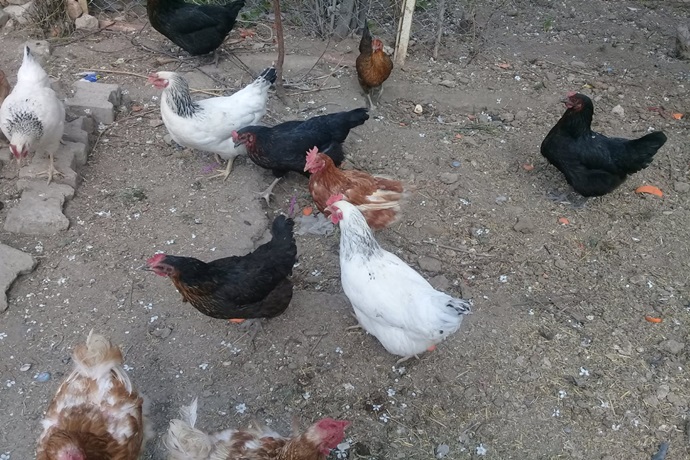 YURTİÇİ GEZEN TAVUK YENİDEN ÇOĞALIYOR