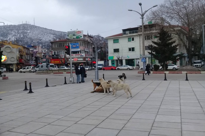 YURTİÇİ SOKAK KÖPEKLERİ TEHLİKELİ Mİ?