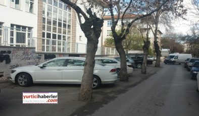 AĞAÇLARIN KÖKÜNE ASFALT DÖKTÜLER