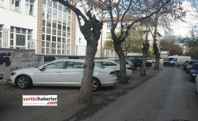 AĞAÇLARIN KÖKÜNE ASFALT DÖKTÜLER