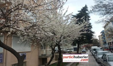 AFYONDA DOĞA ANA UYANDI, BAHAR GELDİ