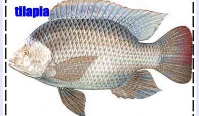TERMAL SUDA BALIK YETİŞİR Mİ? tilapia