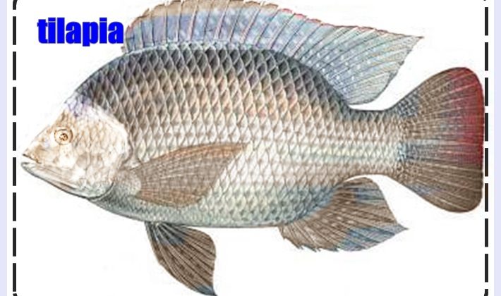 TERMAL SUDA BALIK YETİŞİR Mİ? tilapia