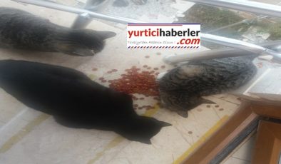 KEDİ MAMASINI GÜNDÜZ KEDİLER GECE FARELER YİYOR.