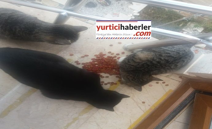KEDİ MAMASINI GÜNDÜZ KEDİLER GECE FARELER YİYOR.
