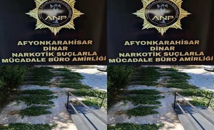 NARKOTİK POLİS DİNAR ORMANLIK ALANDA YAKALADI