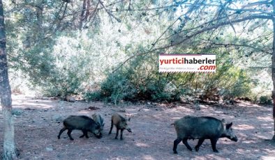 YABAN DOMUZLARI HEM KORKU HEM İLGİ ODAĞI