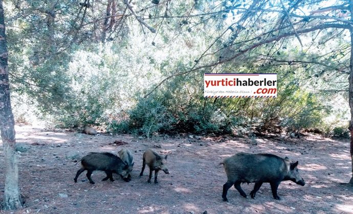 YABAN DOMUZLARI HEM KORKU HEM İLGİ ODAĞI