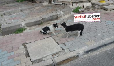 SOKAK HAYVANLARINI SAHİPLENELİM.