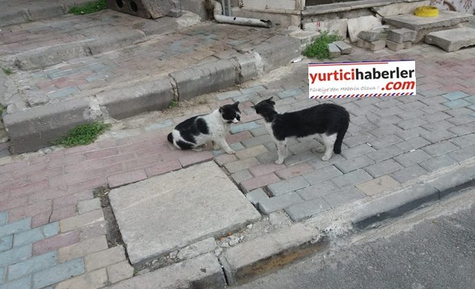 SOKAK HAYVANLARINI SAHİPLENELİM.