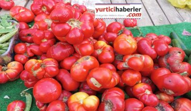 KUŞADASINDA ATA TOHUMU DOMATESLER KAPIŞ KAPIŞ SATILDI