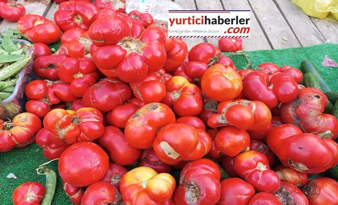 KUŞADASINDA ATA TOHUMU DOMATESLER KAPIŞ KAPIŞ SATILDI