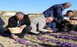 AFYON’DA SAFRAN YETİŞTİRDİLER, İLK REKOLTE İYİ VERİM VERDİ.