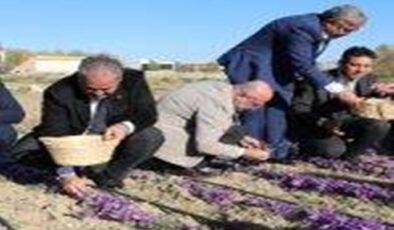 AFYON’DA SAFRAN YETİŞTİRDİLER, İLK REKOLTE İYİ VERİM VERDİ.
