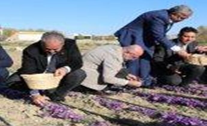 AFYON’DA SAFRAN YETİŞTİRDİLER, İLK REKOLTE İYİ VERİM VERDİ.