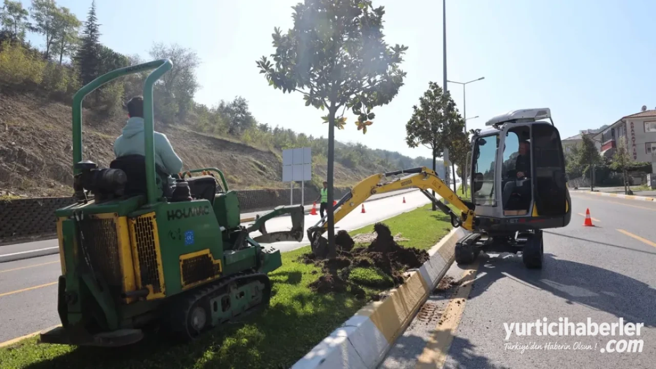 Sakarya’da Raylı Sistem Heyecanı: 178 Manolya Ağacı Titizlikle Yeni Yerlerine Taşınıyor
