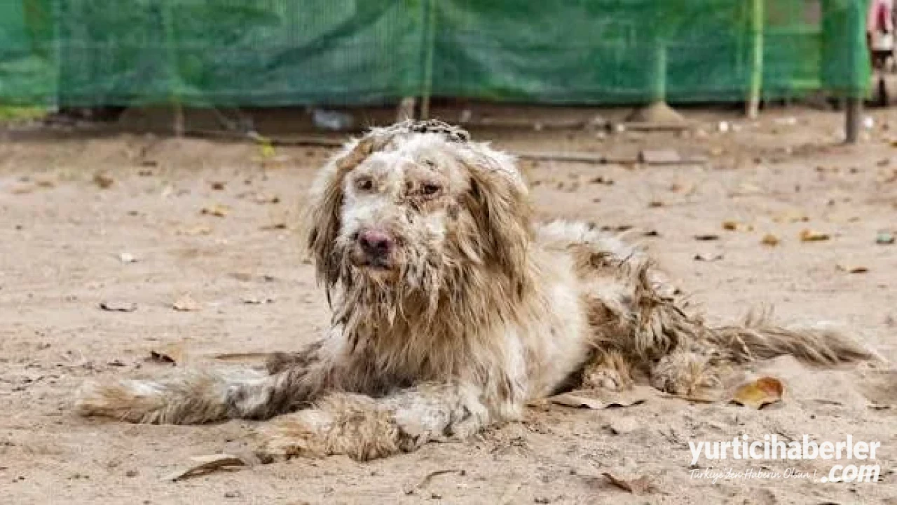 CİNS KEDİ VE KÖPEĞİNİ SEVDİN, SAHİPLENDİN SONRADA SOKAĞA MI ATTIN?
