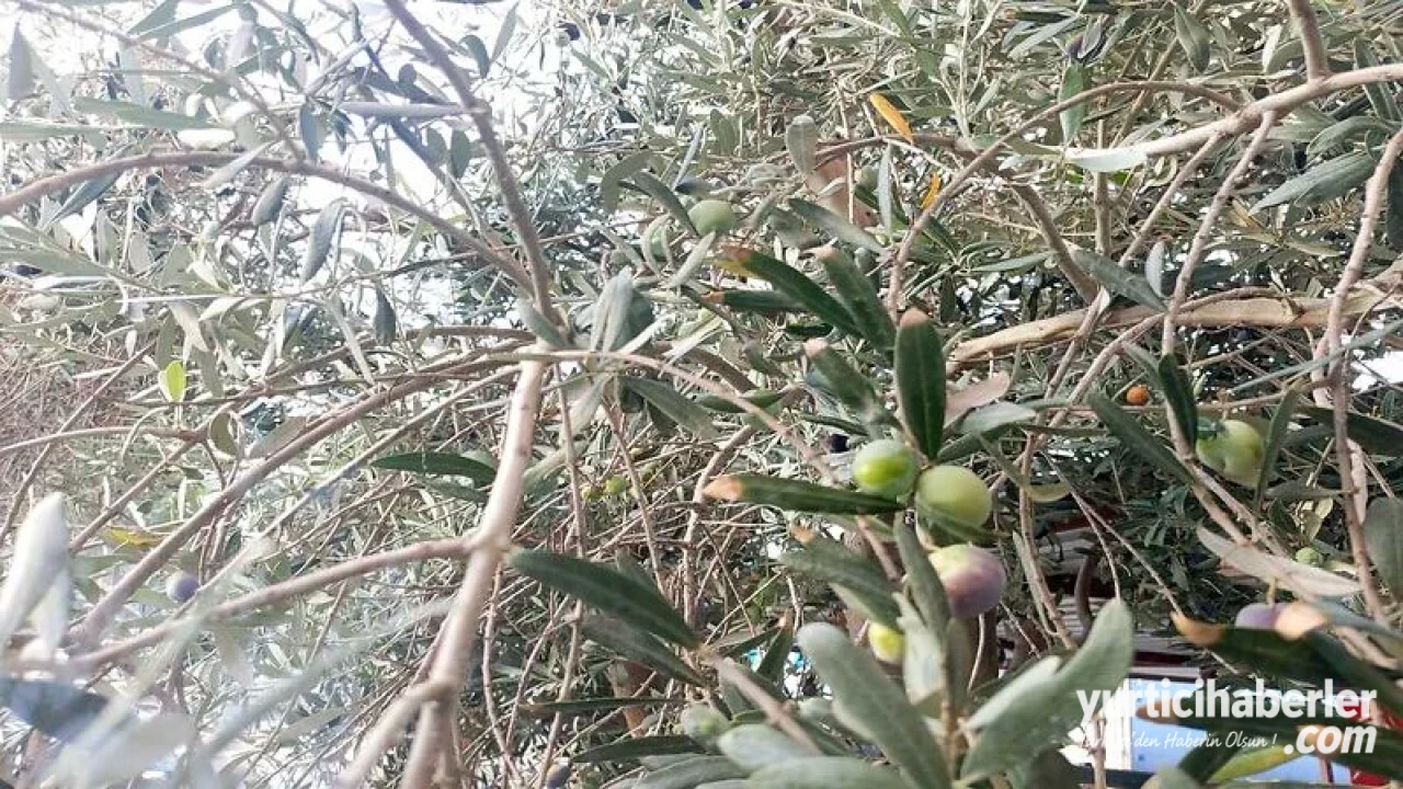 Dalında Kalan Tarımsal Ürünler, Ekonominin Görünmeyen Kaybı
