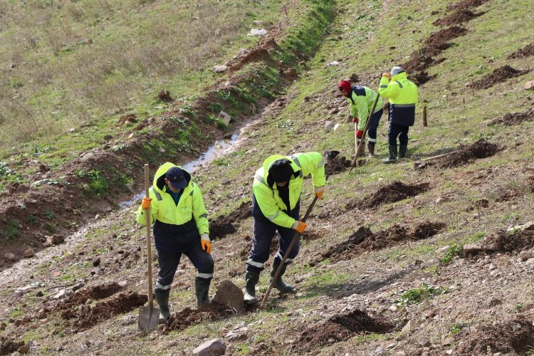 Kocaeli İlimtepe’de dolgu alanı ağaçlandırılıyor
