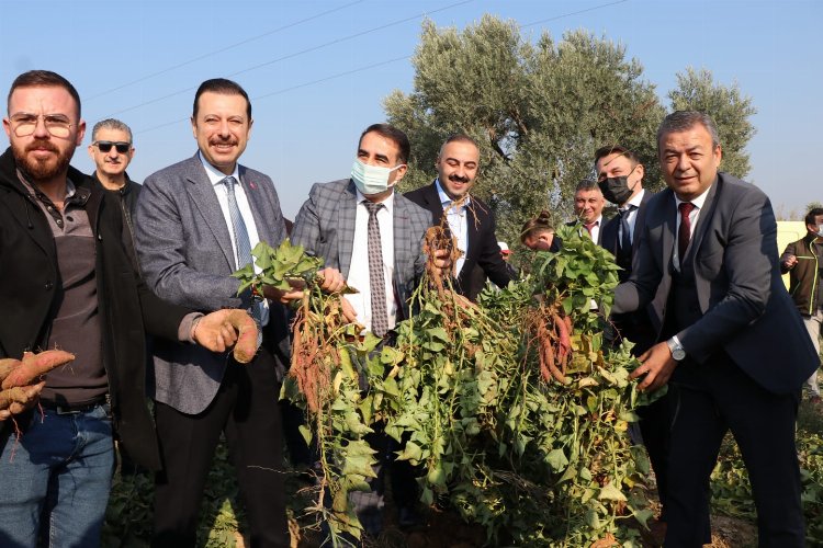 İzmir’in yeni ürünü, tatlı patates