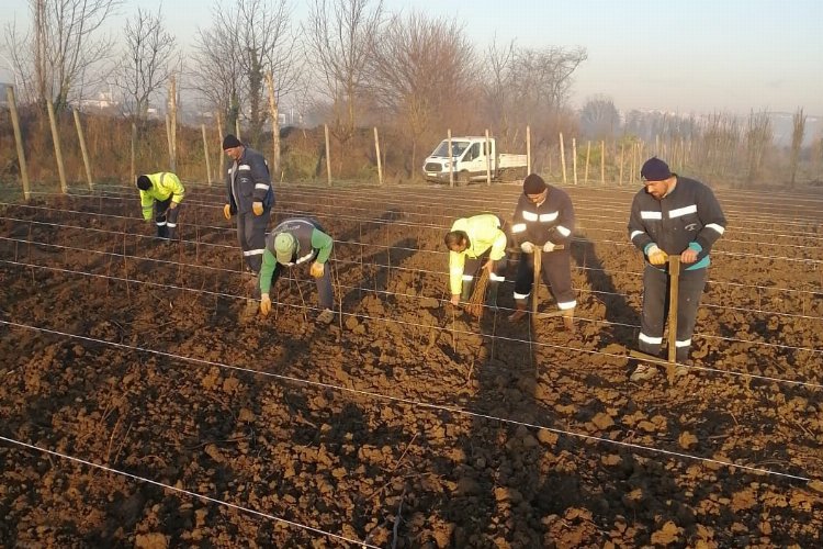 Kocaeli’nde 10 bin çuha fide toprakla buluştu