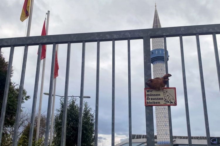 Almanya’da camii kapısına domuz kafası astılar