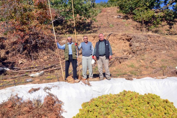 Aydın Nazilli’de kestane hasadı
