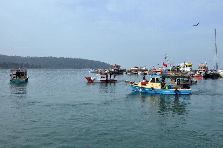 Didim’de deniz patlıcanı hasadı başladı