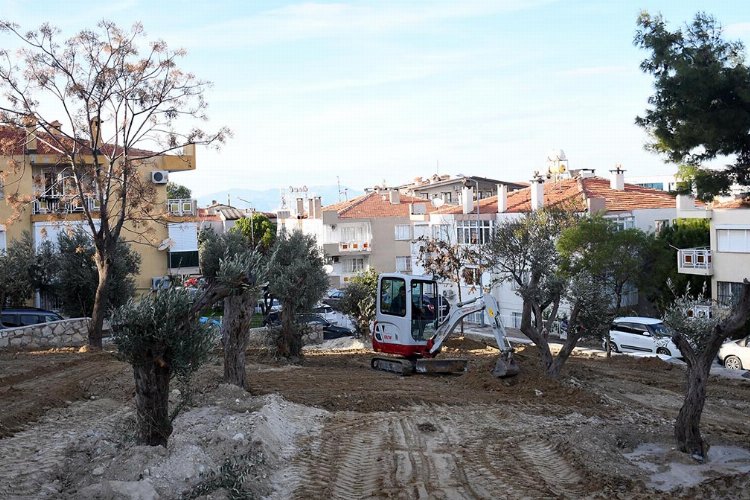 Aydın Kuşadası’nda asırlık zeytin ağacı kurtarıldı