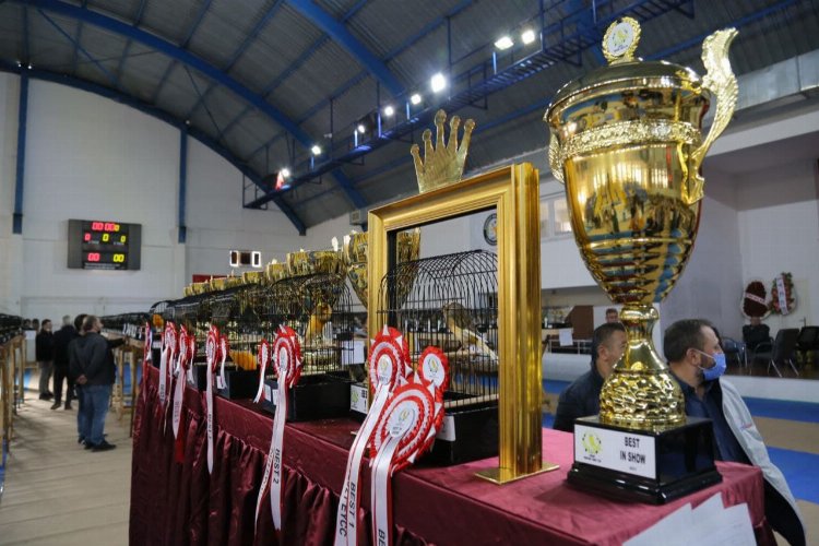 Balıkesir Edremit’te Yorkshıre Güzellik Yarışması yapıldı